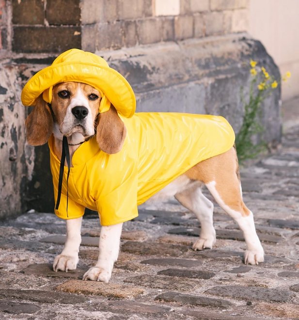 Aardman Wallace and Gromit Gromit's Raincoat and Sou'wester for Dogs