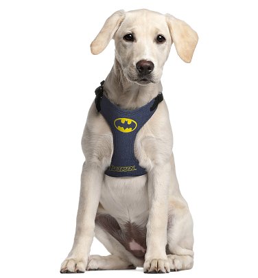 DC Comics Batman Harness for Dogs DC Comics Batman Harness for Dogs