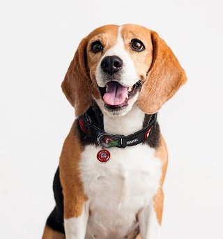 Marvel Comics Pet Collar Marvel Comics Pet Collar