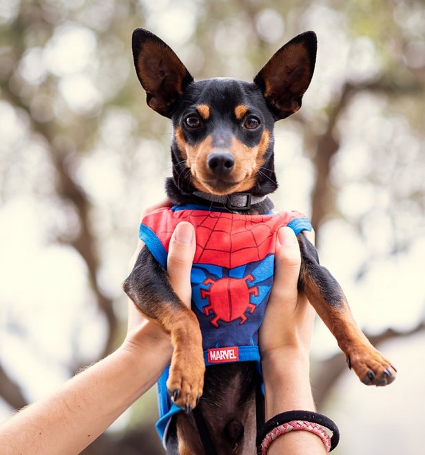 Marvel Comics Spider-Man Costume T-Shirt for Dogs