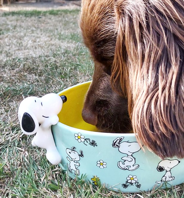 Peanuts Dog Bowl with 3D Snoopy