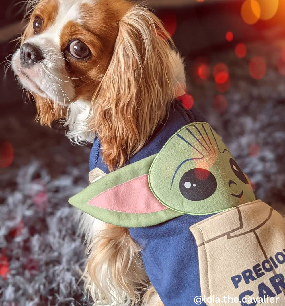 Mandalorian dog sweater Clearance