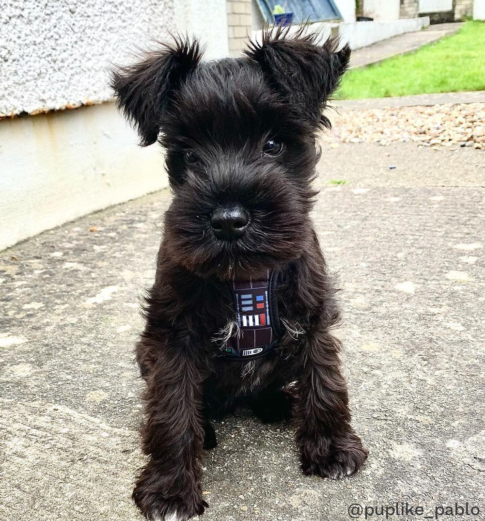 puplike_pablo puplike_pablo