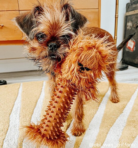 obi_wan_griffonb