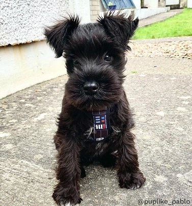 Star Wars Darth Vader Harness for Dogs
